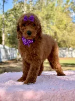 Valentina F1b Standard , a female Goldendoodle for sale in Frostproof, FL – Photo 8 of 10