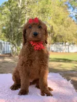 Kira , a female Goldendoodle for sale in Frostproof, FL – Photo 2 of 10