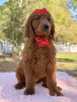 Kira , a female Goldendoodle for sale in Frostproof, FL – Photo 10 of 10