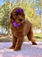 Valentina F1b Standard , a female Goldendoodle for sale in Frostproof, FL – Photo 6 of 10