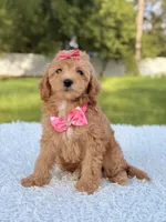 Amber , a female Cavapoo for sale in Frostproof, FL – 10 of 10