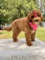 Harmony , a female Miniature Goldendoodle for sale in Frostproof, FL – 6 of 10