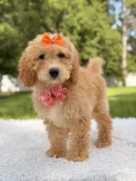 Millie , a female Miniature Goldendoodle for sale in Frostproof, FL – 2 of 10
