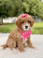 Betsy - F1b Toy , a female Goldendoodle and Miniature Goldendoodle for sale in Frostproof, FL – 8 of 8