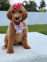 Jade - F1b Standard Goldendoodle , a female Goldendoodle for sale in Frostproof, FL – 8 of 8