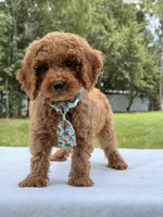 Tyler - F1b Mini Goldendoodle Male, a male Miniature Goldendoodle for sale in Frostproof, FL – 10 of 10