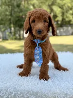 Dusty F1b Standard Goldendoodle , a male Goldendoodle for sale in Frostproof, FL – 6 of 8