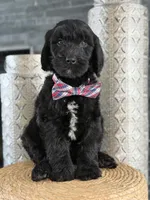 Angel  F1 Standard , a male Goldendoodle for sale in Frostproof, FL – 8 of 8