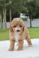 Flynn - Toy / Micro, a male Miniature Goldendoodle for sale in Frostproof, FL – 4 of 10