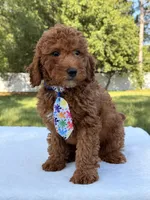 Jasper - Mini, a male Miniature Goldendoodle for sale in Frostproof, FL – 5 of 9