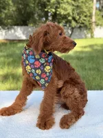 Arthur - F1b Mini , a male Goldendoodle and Miniature Goldendoodle for sale in Frostproof, FL – 7 of 8