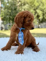 Dusty F1b Standard Goldendoodle , a male Goldendoodle for sale in Frostproof, FL – 3 of 8