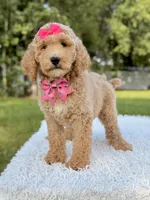 Blossom - Medium , a female Goldendoodle for sale in Frostproof, FL – 9 of 10