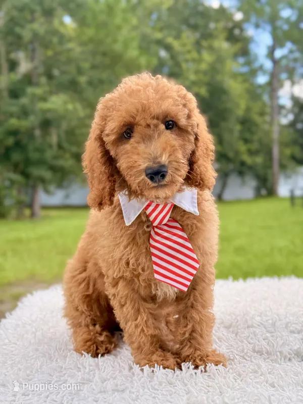 Trevor - F1b Mini Goldendoodle Male – Goldendoodle, Miniature Goldendoodle puppy for sale in Frostproof, FL