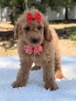 Daisy , a female Miniature Goldendoodle for sale in Frostproof, FL – 3 of 10