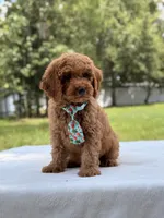 Tyler - F1b Mini Goldendoodle Male, a male Miniature Goldendoodle for sale in Frostproof, FL – 3 of 10