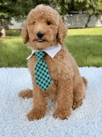 Blue - F1bb Standard Goldendoodle , a male Goldendoodle for sale in Frostproof, FL – 5 of 7