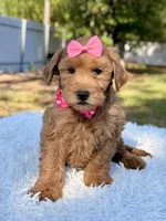 Melody - Mini , a female Miniature Goldendoodle for sale in Frostproof, FL – 6 of 9
