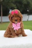 Fancy , a female Miniature Goldendoodle for sale in Frostproof, FL – 6 of 8