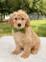 Marshall - Medium, a male Miniature Goldendoodle for sale in Frostproof, FL – 8 of 8