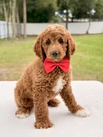 Harley - Medium Goldendoodle , a male Goldendoodle and Miniature Goldendoodle for sale in Frostproof, FL – 2 of 9