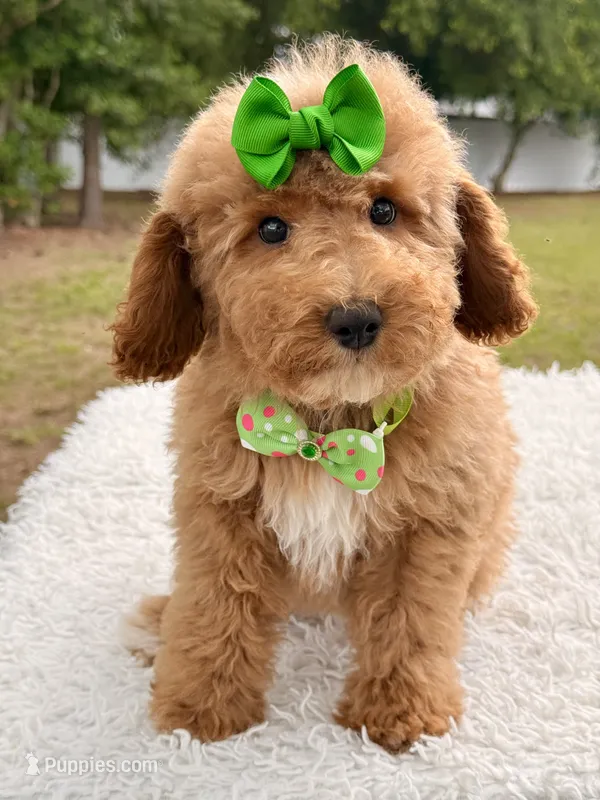 Elsa  – Miniature Goldendoodle puppy for sale in Frostproof, FL