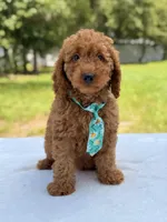 Thiago - F1b Mini Goldendoodle , a male Miniature Goldendoodle for sale in Frostproof, FL – 5 of 10