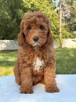 Woody, a male Miniature Goldendoodle for sale in Frostproof, FL – 7 of 7