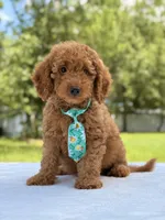 Thiago - F1b Mini Goldendoodle , a male Miniature Goldendoodle for sale in Frostproof, FL – 6 of 10