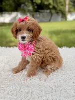 Betsy - F1b Toy , a female Goldendoodle and Miniature Goldendoodle for sale in Frostproof, FL – 2 of 8