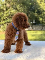 Peanut - F1bb Toy, a male Goldendoodle and Miniature Goldendoodle for sale in Frostproof, FL – 8 of 10