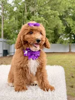 Moana F1bb Mini, a female Miniature Goldendoodle for sale in Frostproof, FL – 7 of 8