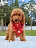 Thiago , a male Goldendoodle and Miniature Goldendoodle for sale in Frostproof, FL – 5 of 10