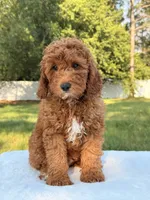 Woody, a male Miniature Goldendoodle for sale in Frostproof, FL – 6 of 7