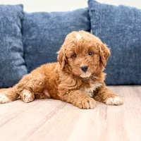 Cash - F1bb Mini Goldendoodle , a male Miniature Goldendoodle for sale in Frostproof, FL – 4 of 5