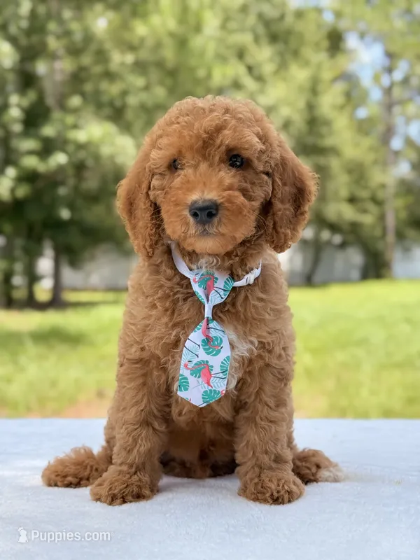 Trevor - F1b Mini Goldendoodle Male – Miniature Goldendoodle puppy for sale in Frostproof, FL