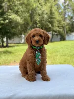 Timothy - F1b Mini Goldendoodle Male , a male Miniature Goldendoodle for sale in Frostproof, FL – 5 of 10