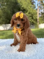Alice, a female Cavapoo for sale in Frostproof, FL – 6 of 10