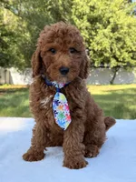Jasper - Mini, a male Miniature Goldendoodle for sale in Frostproof, FL – 8 of 9