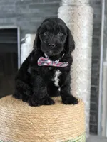 Angel  F1 Standard , a male Goldendoodle for sale in Frostproof, FL – 2 of 8