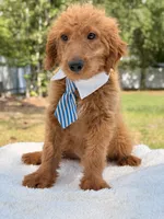 Arthur , a male Miniature Goldendoodle for sale in Frostproof, FL – 8 of 10