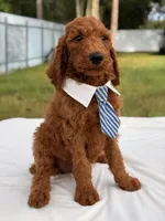 Espresso - F1b Standard Goldendoodle , a male Goldendoodle for sale in Frostproof, FL – 6 of 8