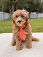 Chase , a male Cavapoo for sale in Frostproof, FL – 8 of 8