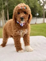 Haven - Medium Goldendoodle , a female Goldendoodle and Miniature Goldendoodle for sale in Frostproof, FL – 2 of 10
