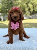 Destiny - F1b Standard Goldendoodle , a female Goldendoodle for sale in Frostproof, FL – 8 of 9