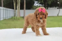 Fancy , a female Miniature Goldendoodle for sale in Frostproof, FL – 3 of 8