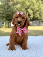 Dream - F1b Standard , a female Goldendoodle for sale in Frostproof, FL – 5 of 9