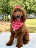 Kira , a female Goldendoodle for sale in Frostproof, FL – 6 of 8