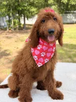 Kira , a female Goldendoodle for sale in Frostproof, FL – 4 of 8