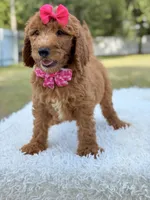 Delilah - F1b Standard Goldendoodle , a female Goldendoodle for sale in Frostproof, FL – 3 of 8